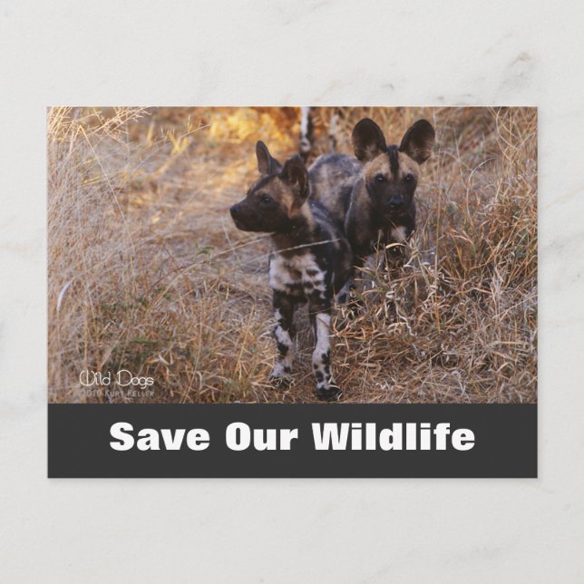 Wild Dogs, Save Our Wildlife Postcard (Front)
