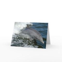 Wild Dolphin Greeting Card