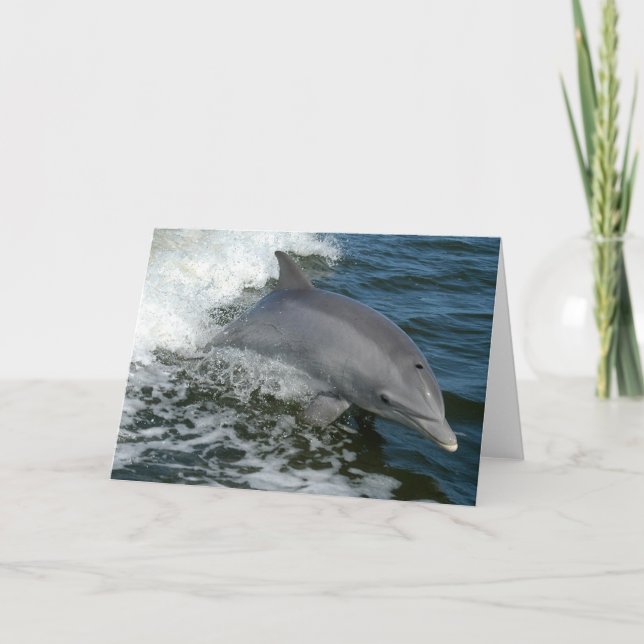 Wild Dolphin Greeting Card (Front)