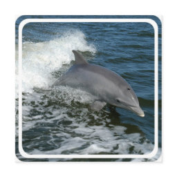 Wild Dolphin Invitation
