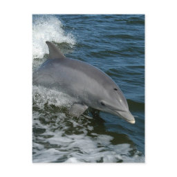 Wild Dolphin Postcard