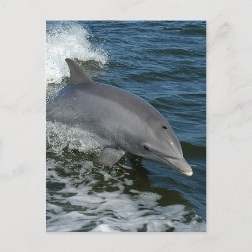 Wild Dolphin Postcard