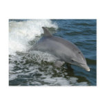 Wild Dolphin Postcard