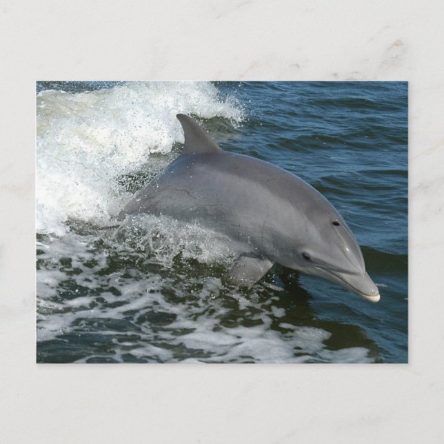 Wild Dolphin Postcard (Front)