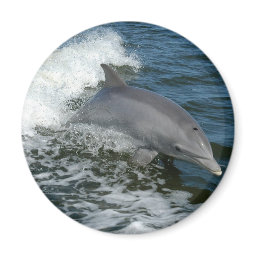 Wild Dolphin Round Magnet