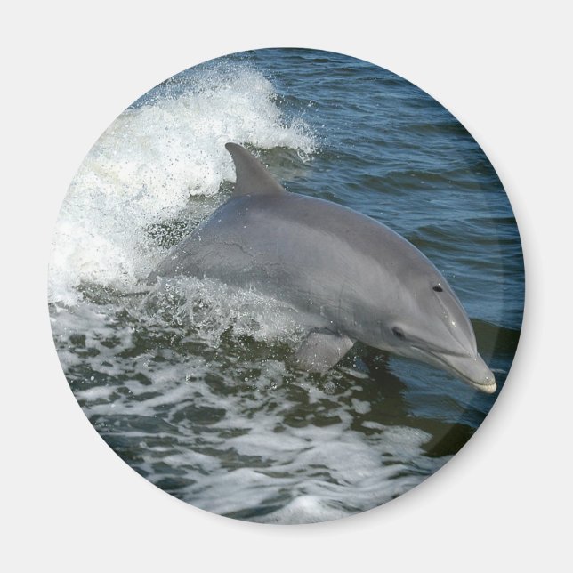 Wild Dolphin Round Magnet (Front)