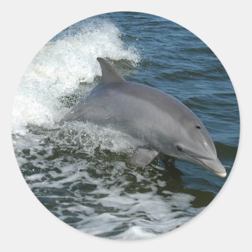 Wild Dolphin Stickers