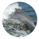 Wild Dolphin Stickers