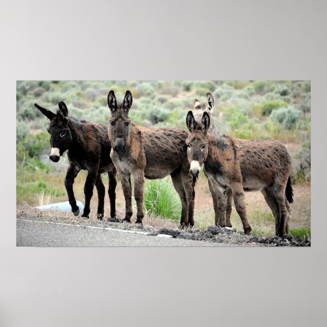 Wild Donkey Trio Poster Print (Front)