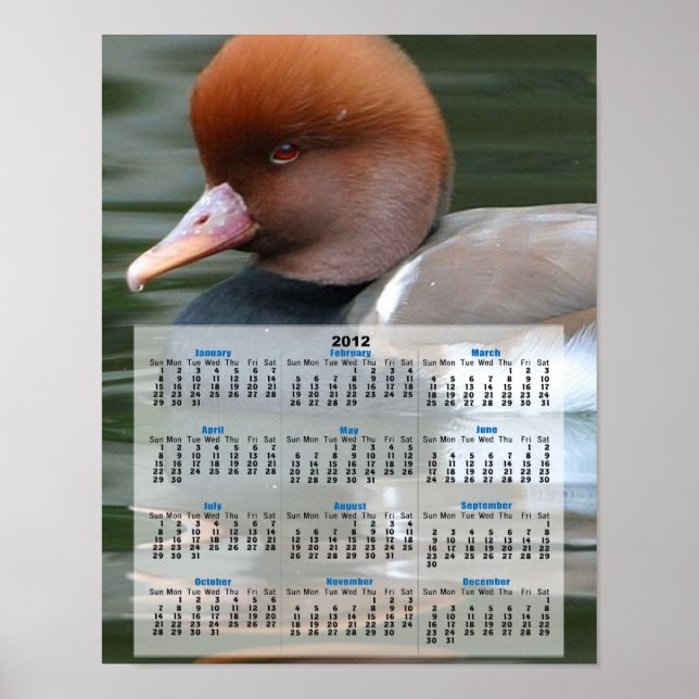 Wild duck 2013 calendar poster (Front)