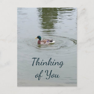 Wild Duck Postcard