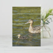 Wild duck with duckling (Standing Front)