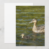 Wild duck with duckling (Front/Back)