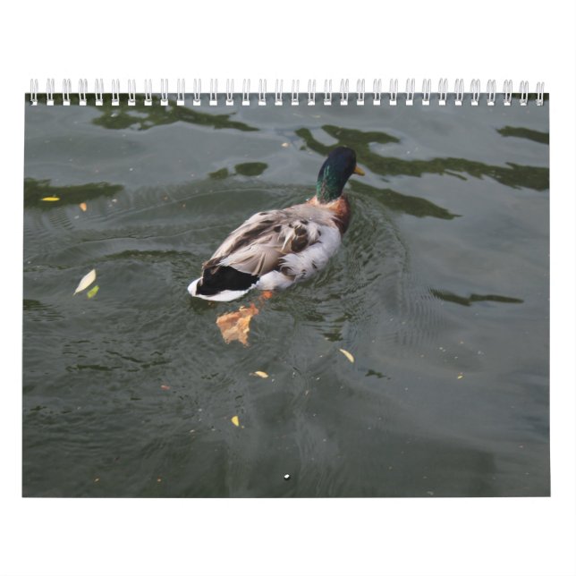 Wild Ducks Calendar 2022 (Cover)