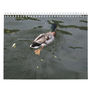 Wild Ducks Calendar 2022
