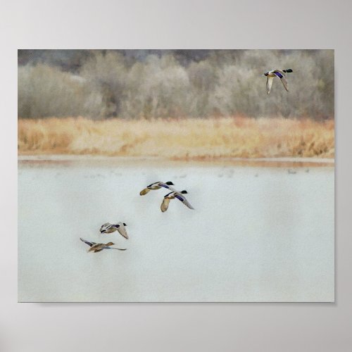 Wild Ducks Flying Over a Lake in Winter Poster