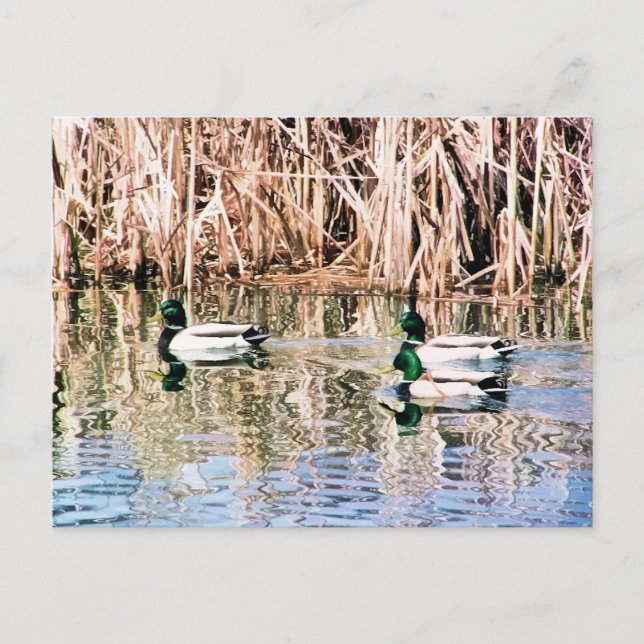 WILD DUCKS POSTCARD (Front)