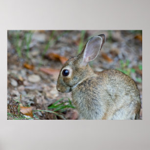 Wild Eastern Cottontail Rabbit Serenity Poster
