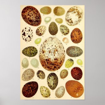 Wild Eggs 1 Poster by lostlit at Zazzle