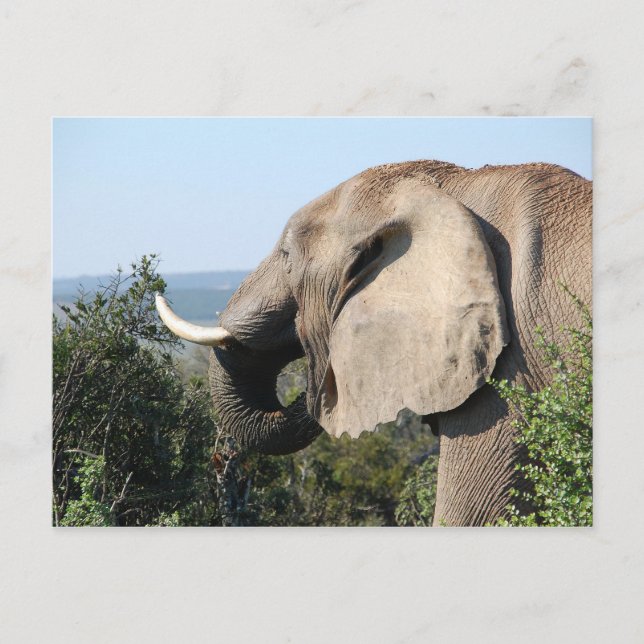 Wild Elephant Eating Vegetation, South Africa Postcard (Front)
