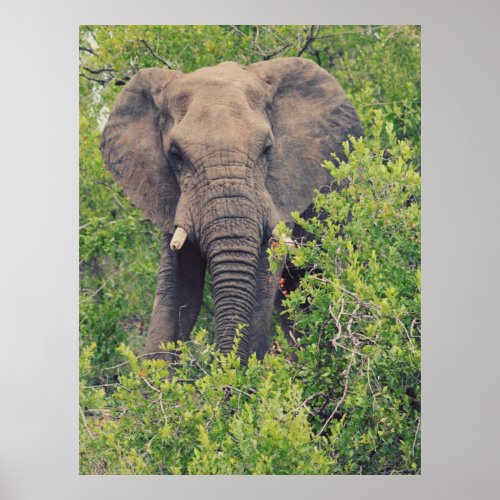 Wild Elephant Pachyderm Wildlife of Africa Poster