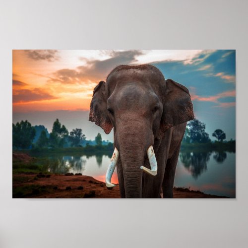 Wild Elephant Poster