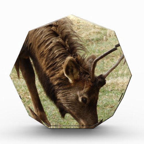 Wild Elk Acrylic Award