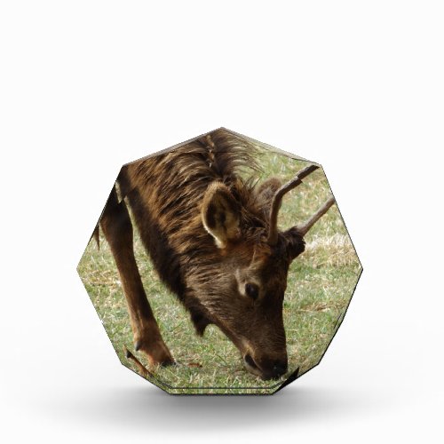 Wild Elk Award