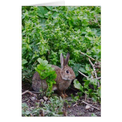 Wild English Rabbit