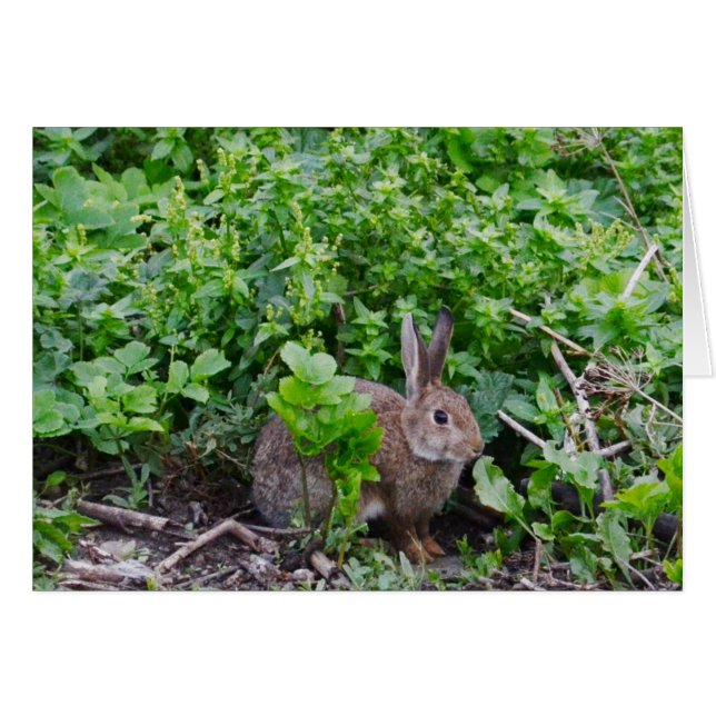 Wild English Rabbit Cards (Front Horizontal)