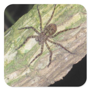 Wild Exotic Spiders, Beetles  and Insects Square Sticker