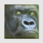 Wild Eyes - Silverback Art Magnet