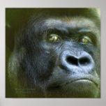 Wild Eyes - Silverback Art Poster/Print Poster