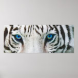 Wild Eyes - White Tiger Art Poster or Print