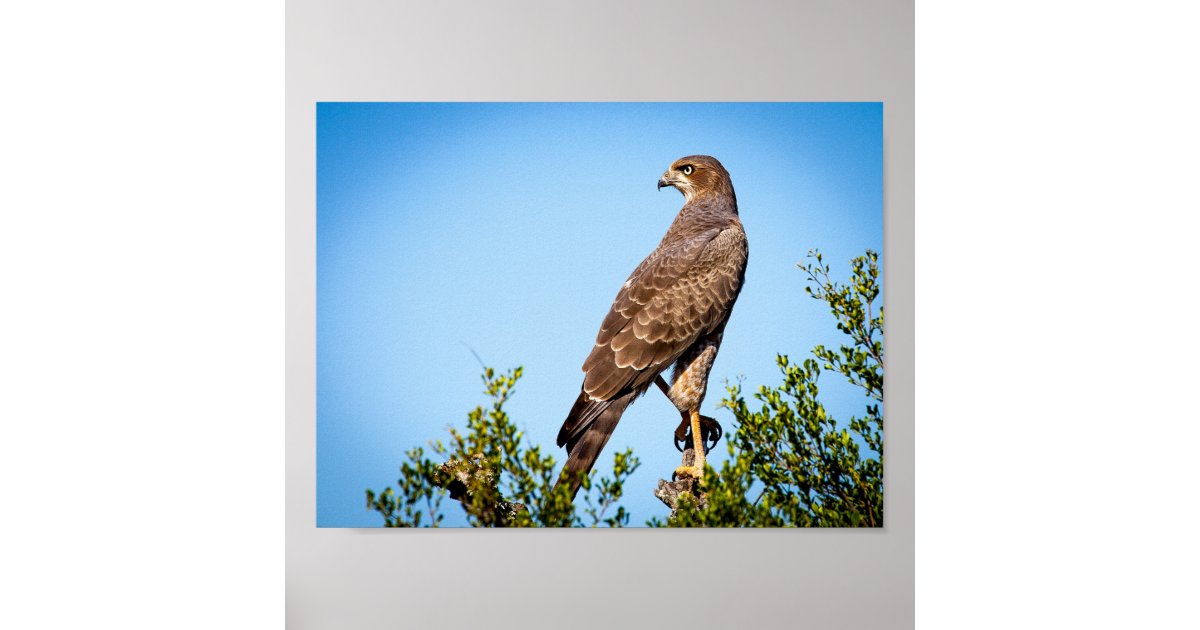 Avian Raptors Poster - the Birds of Prey: Hawk, Eagle, Buzzard, Falcon and  more.