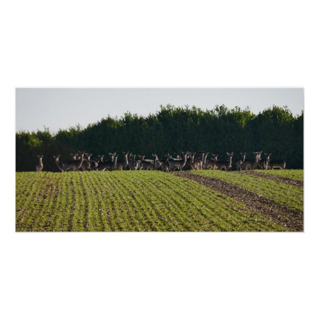 Wild Fallow Deer Poster (Front)