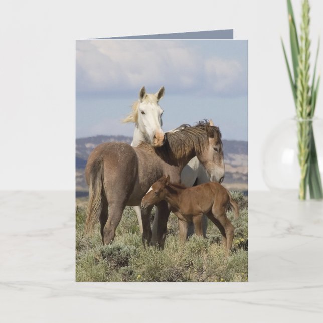 Wild Family Wild Horse Greeting Card (Front)