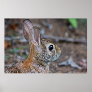 Wild Female Eastern Cotton Rabbit Poster