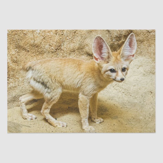 Wild Fennec Fox Tissue Paper (Front)