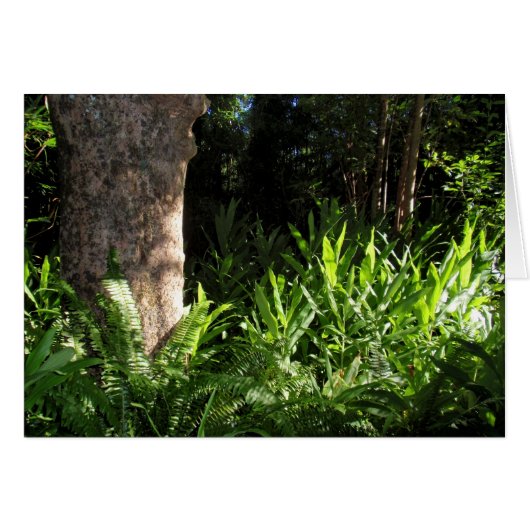 Wild Ferns and Ginger Cards (Front Horizontal)