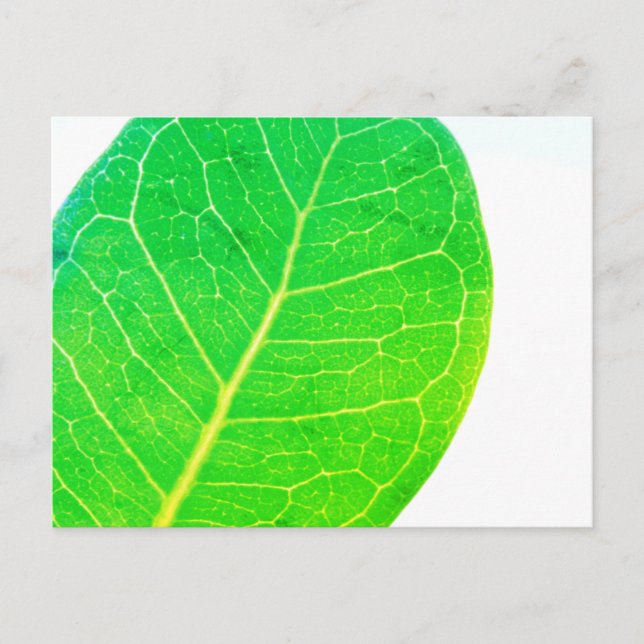 Wild Fig Rich Green Leaf Texture Postcard (Front)