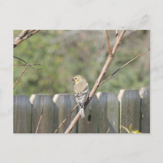Wild Finch Post Card