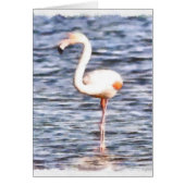Wild Flamingo (Front)