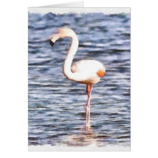 Wild Flamingo (Front)
