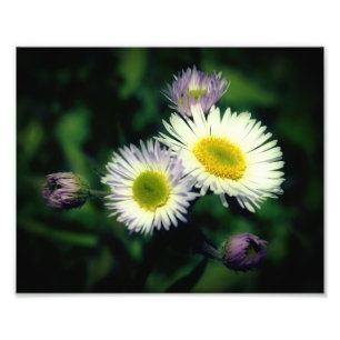 Wild Fleabane Daisy Flower Close Up 8x10 Photo Print