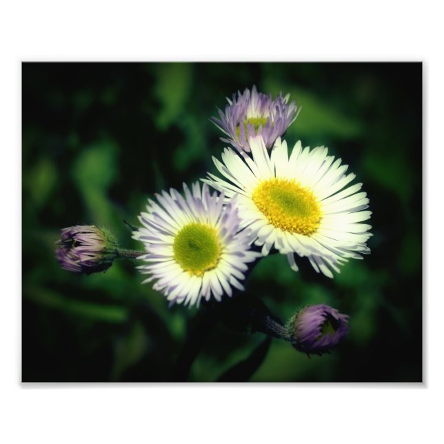 Wild Fleabane Daisy Flower Close Up 8x10 Photo Print (Front)