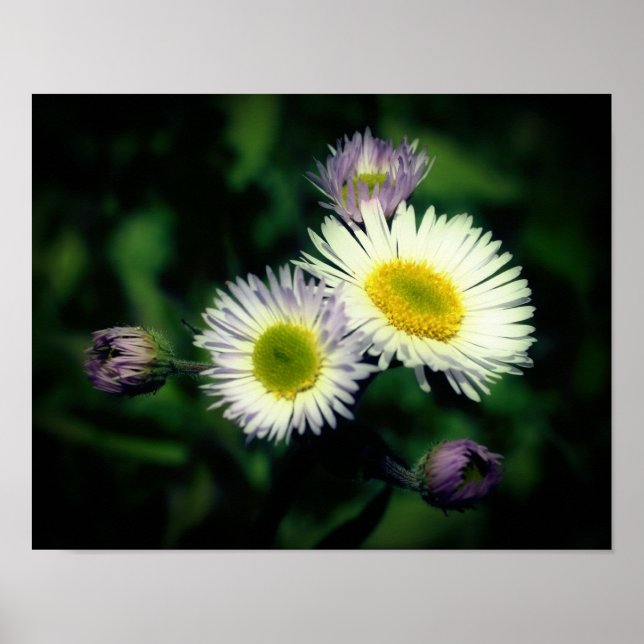Wild Fleabane Daisy Flower Close Up Poster (Front)