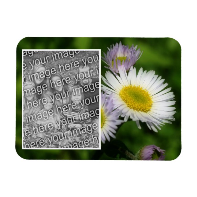 Wild Fleabane Daisy Flower Frame Add Your Photo Magnet (Horizontal)