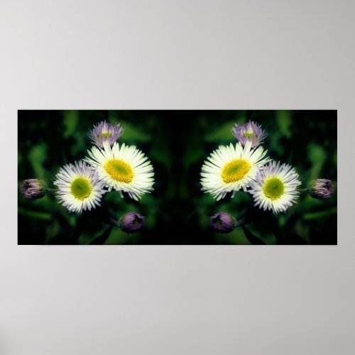 Wild Fleabane Daisy Flowers Mirror Abstract Poster