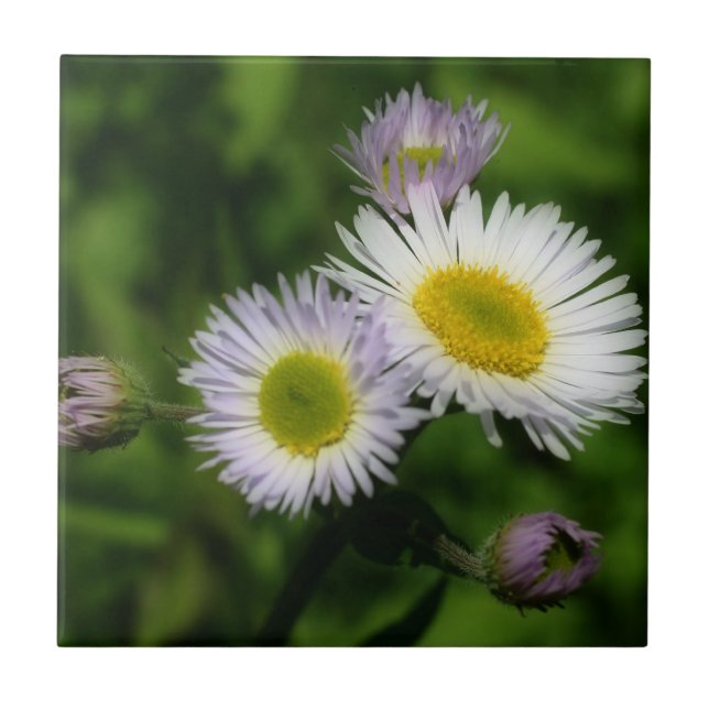 Wild Fleabane Daisy Flowers Nature Tile (Front)